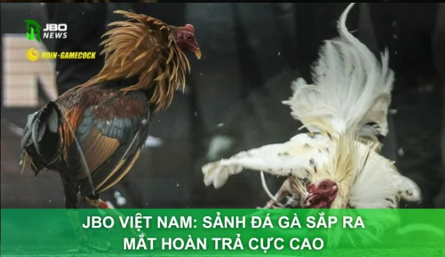 JBO Việt Nam: Sảnh Đá Gà Sắp Ra Mắt Hoàn Trả Cực Cao